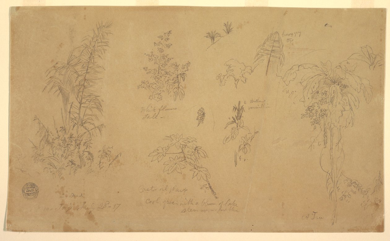 Botanical Sketches, "near Jorje", July 23, 1857 by Frederic Edwin Church