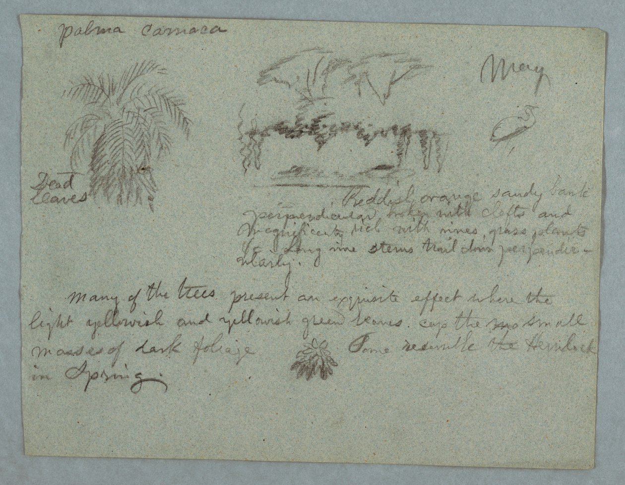 Camaca Palm, a Group of Trees and Vines on a River Bank, Bird, and a Bunch of Leaves, Rio Magdalena, Colombia, May 1853 by Frederic Edwin Church