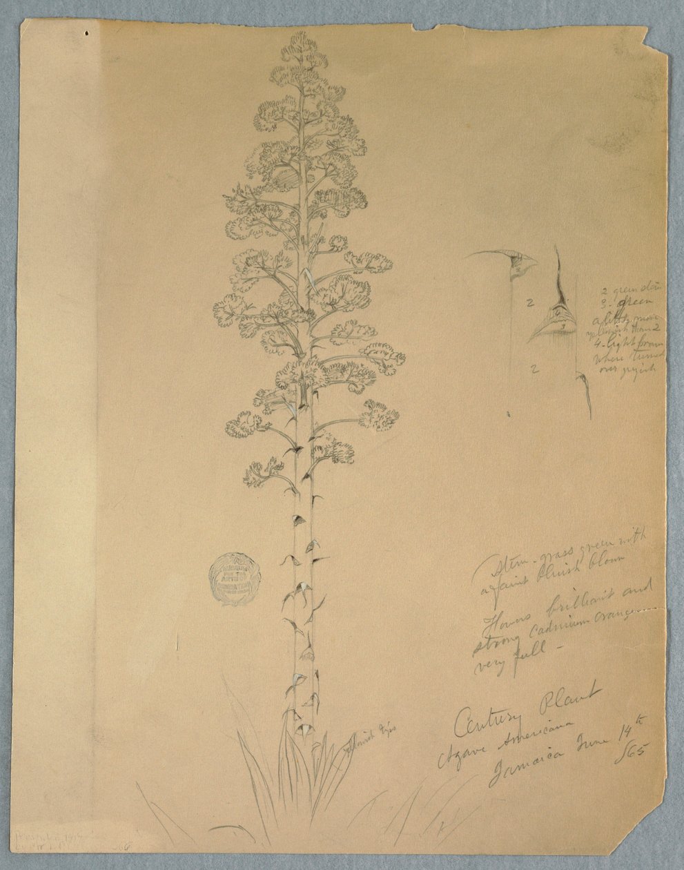 Century Plant, Agave Americana, Jamaica, June 14, 1865 by Frederic Edwin Church