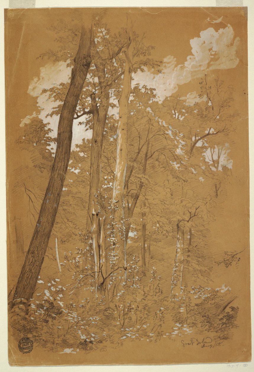 Drawing, Chestnut Trees on Goat Island, Niagara River, New York, August 1858 by Frederic Edwin Church