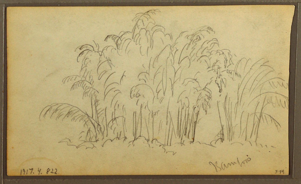 Cows in Landscape; Verso: Bamboo by Frederic Edwin Church