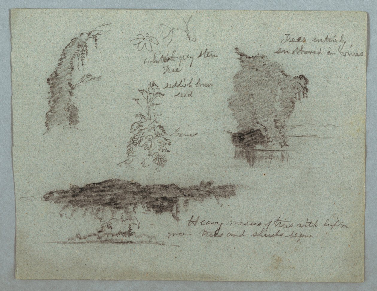 Details of Flowers, Plants and Trees Along a River Bank, Rio Magdalena, Colombia, 1853, probably May by Frederic Edwin Church