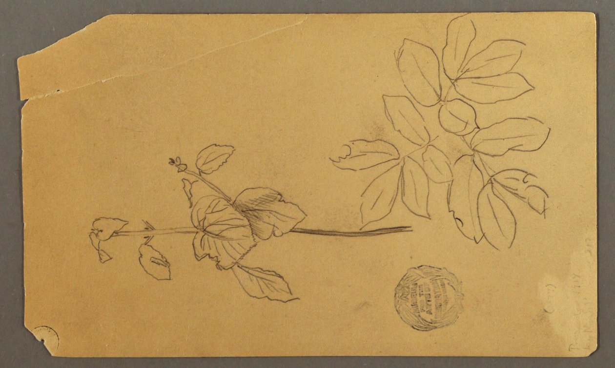 Sketches. Stem of a Plant. Boughs with Leaves, possibly 1877 by Frederic Edwin Church