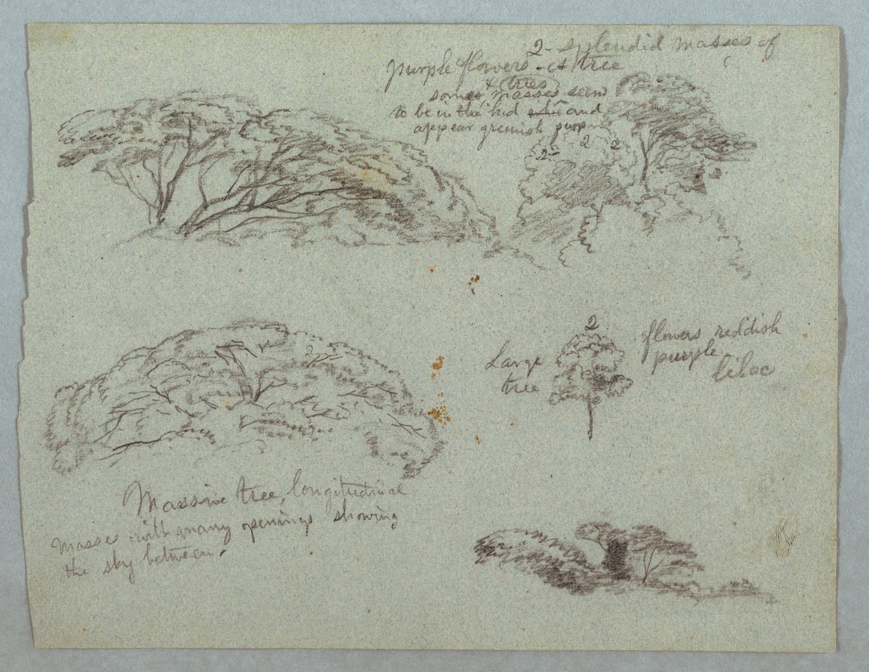 Five Studies of Tree Tops, Rio Magdalena, Colombia, 1853, Probably May by Frederic Edwin Church