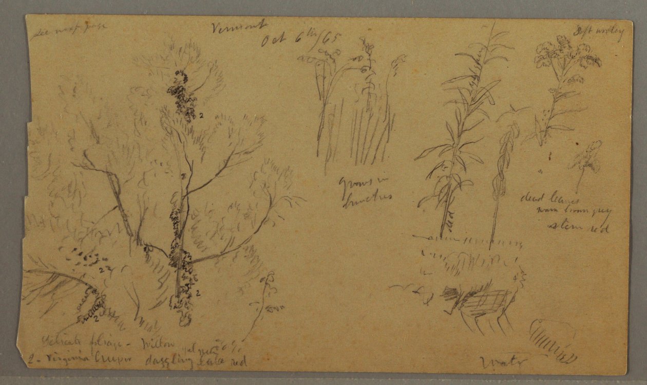 Flora Studies, October 6, 1865 by Frederic Edwin Church