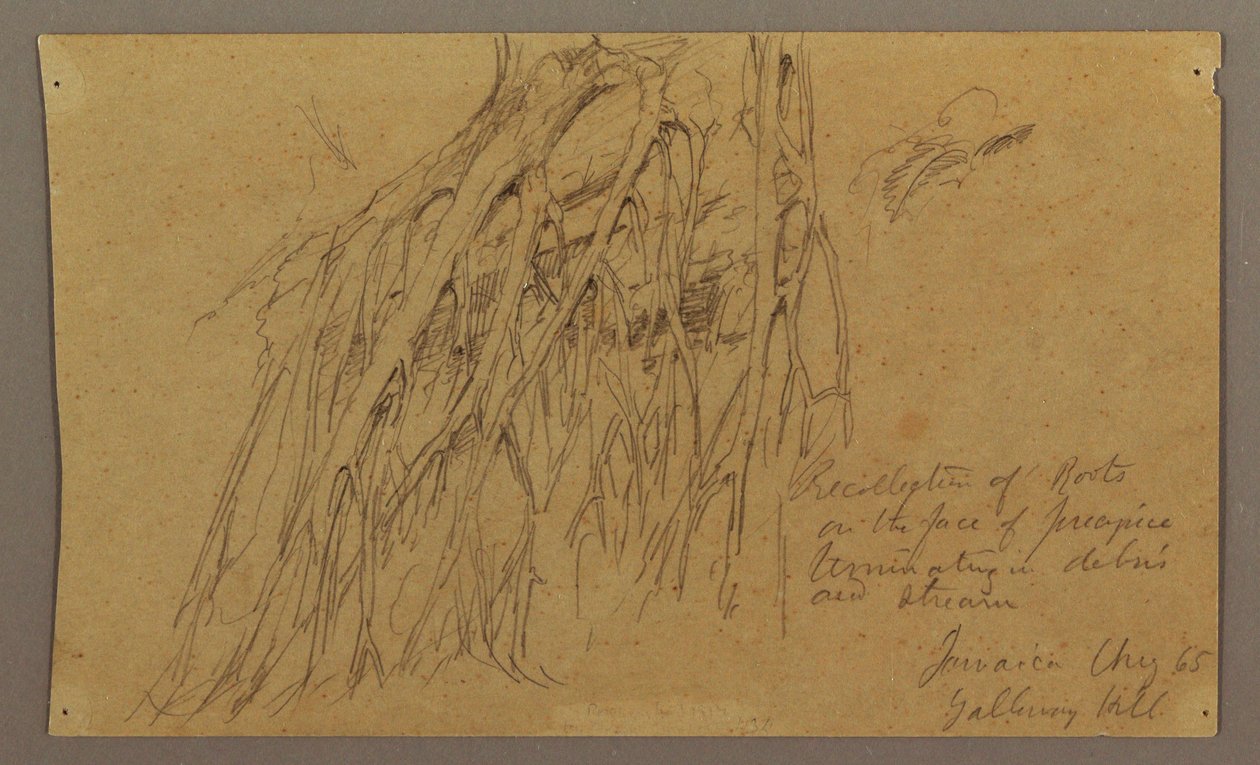 Hanging Roots, Galleway Hill, August 1865 by Frederic Edwin Church