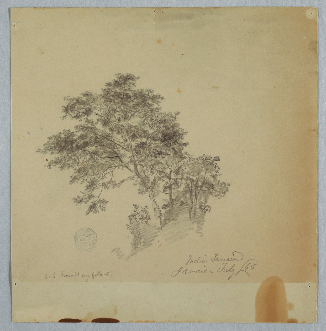 Indian Tamarind Trees, Jamaica, July 1865 by Frederic Edwin Church