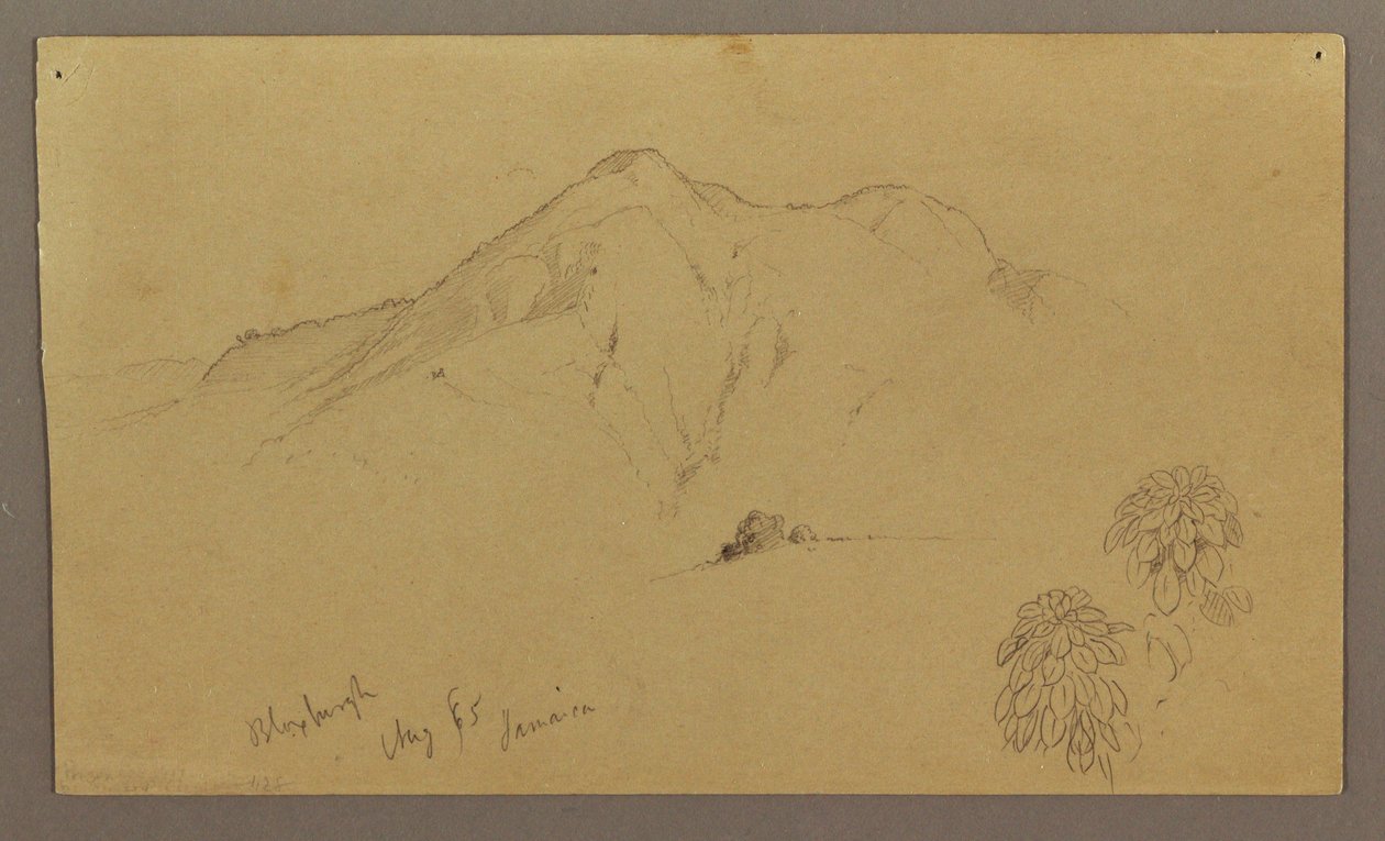 Landscape, plants, Bloxburgh, August 1865 by Frederic Edwin Church