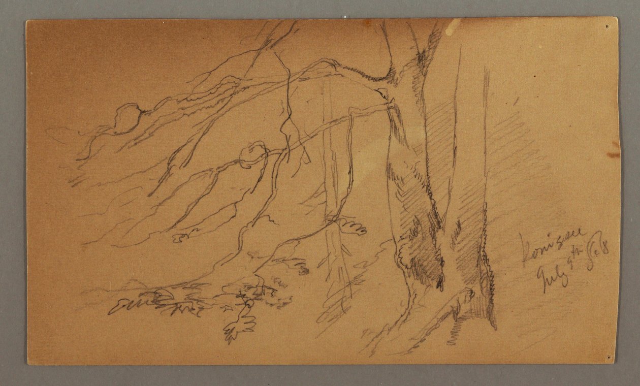 Lower half of Tree, July 9, 1868 by Frederic Edwin Church