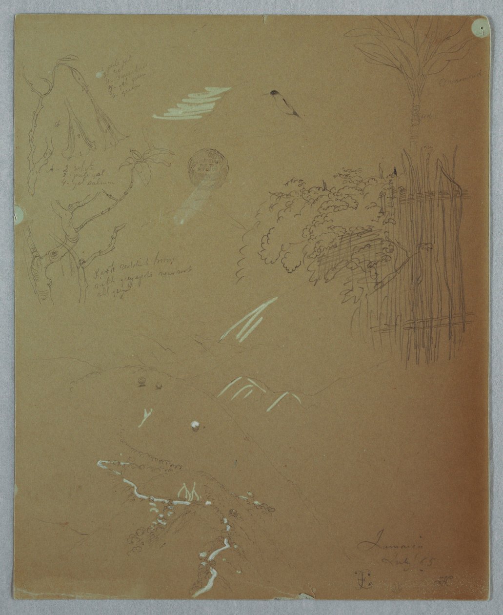 Nature Studies, Blue Mountains, Jamaica, July 1865 by Frederic Edwin Church