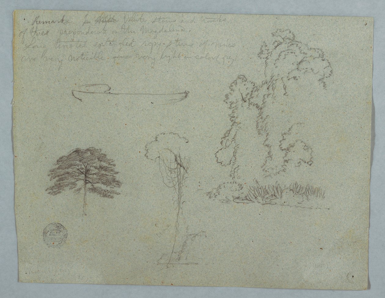 Nature Studies from the Rio Magdalena, Colombia: Trees, Vines and a Canoe, May 1853 by Frederic Edwin Church