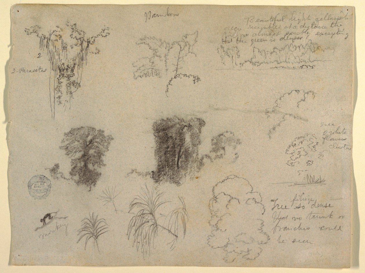 Nature Studies, probably from Colombia: Monkey, Parasites and Trees, 1853 by Frederic Edwin Church