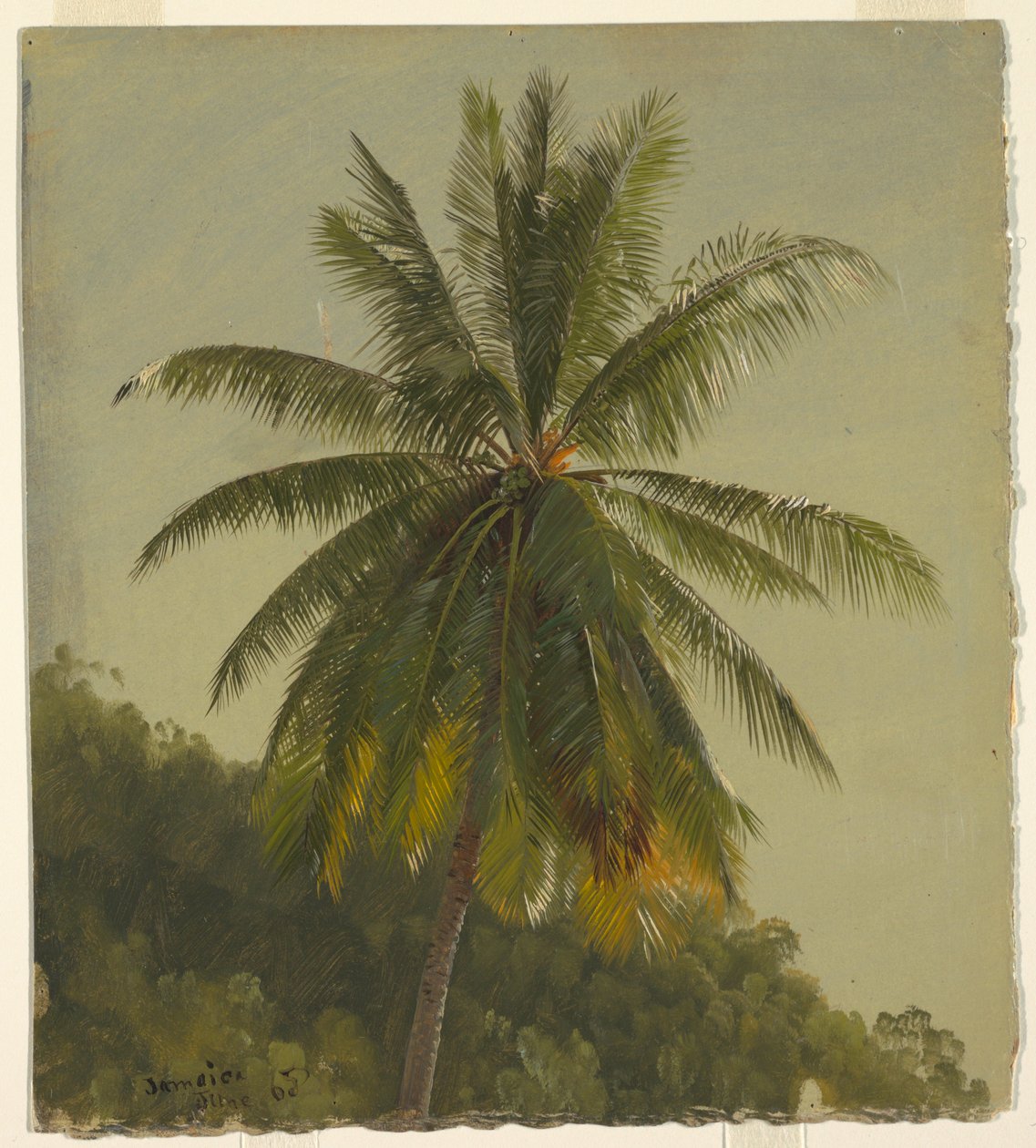 Palm Trees, West Indies, June 1865 by Frederic Edwin Church