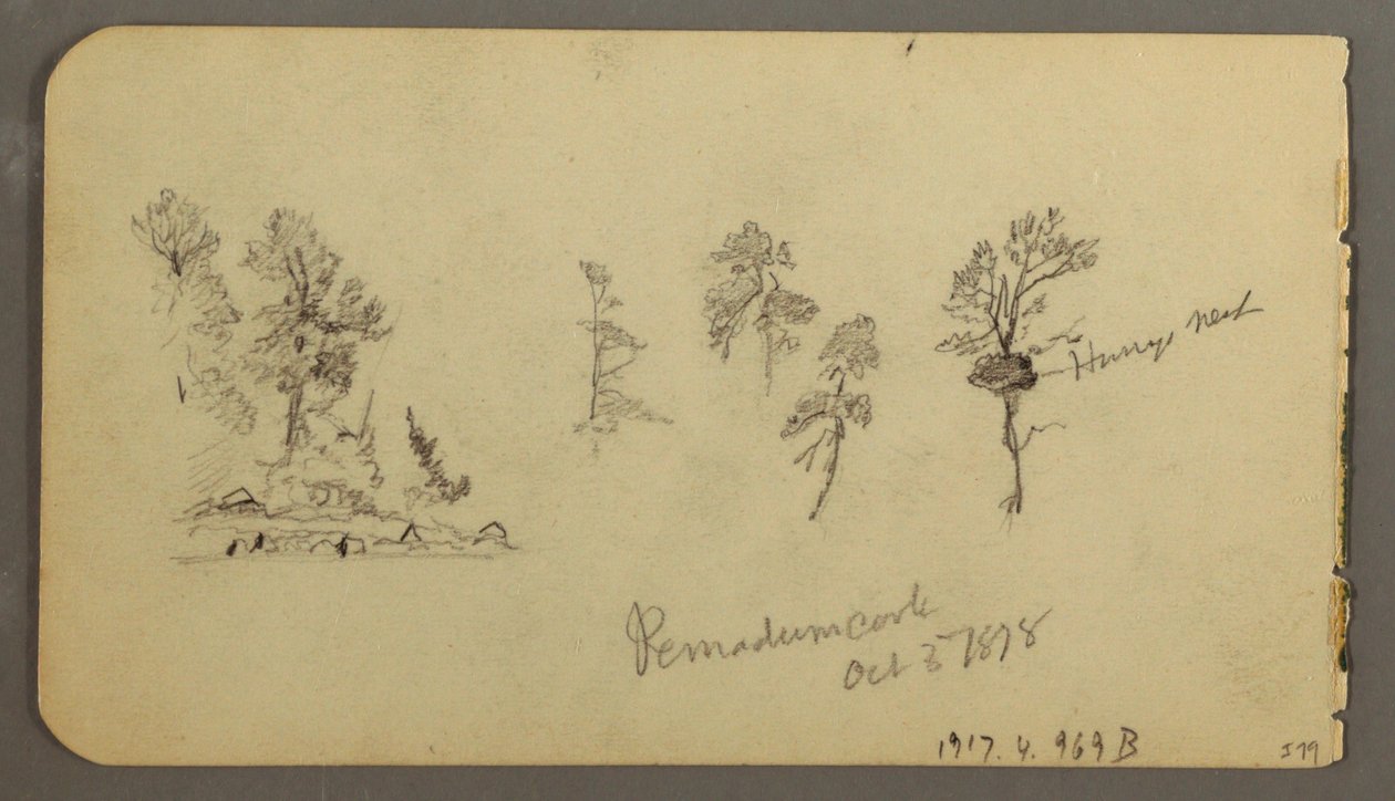 Pine studies, 1878 by Frederic Edwin Church