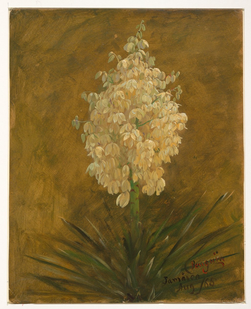 Plant in Blossom, August 1865 by Frederic Edwin Church
