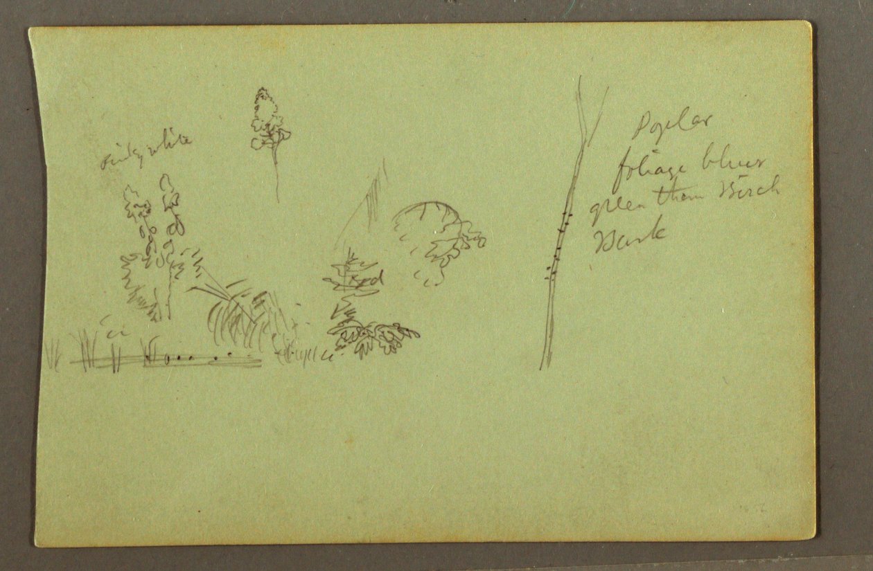 Plant Studies, possibly 1856 by Frederic Edwin Church