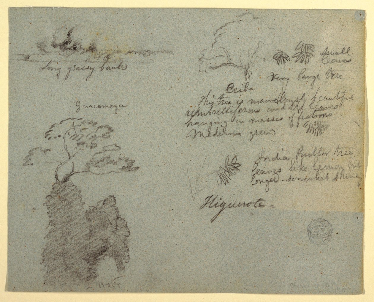 Riverbank and Botanical Sketches from Higuerote, Ecuador, May 1853 by Frederic Edwin Church