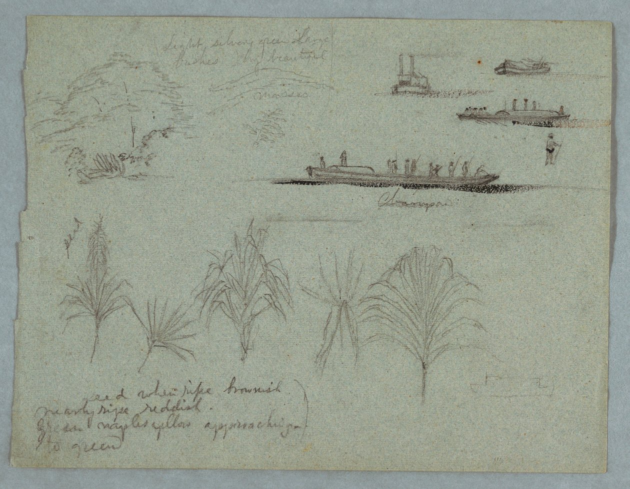 Sketches from the Rio Magdalena, Colombia: Plants, Steamer, and a Champan, 1853, probably May by Frederic Edwin Church