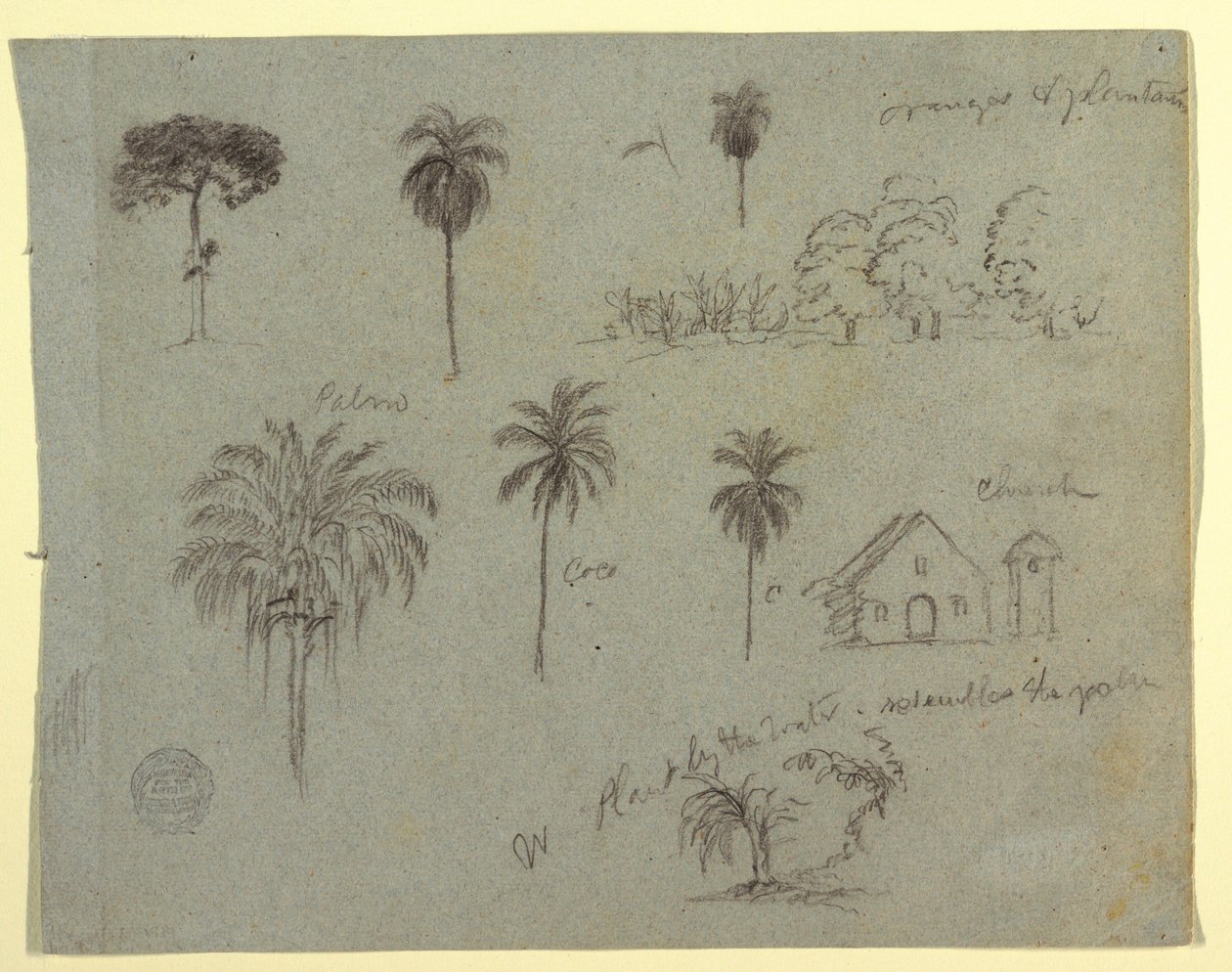 Sketches from the Rio Magdalena, Colombia: Botanical Studies and a Church, May 1853 by Frederic Edwin Church
