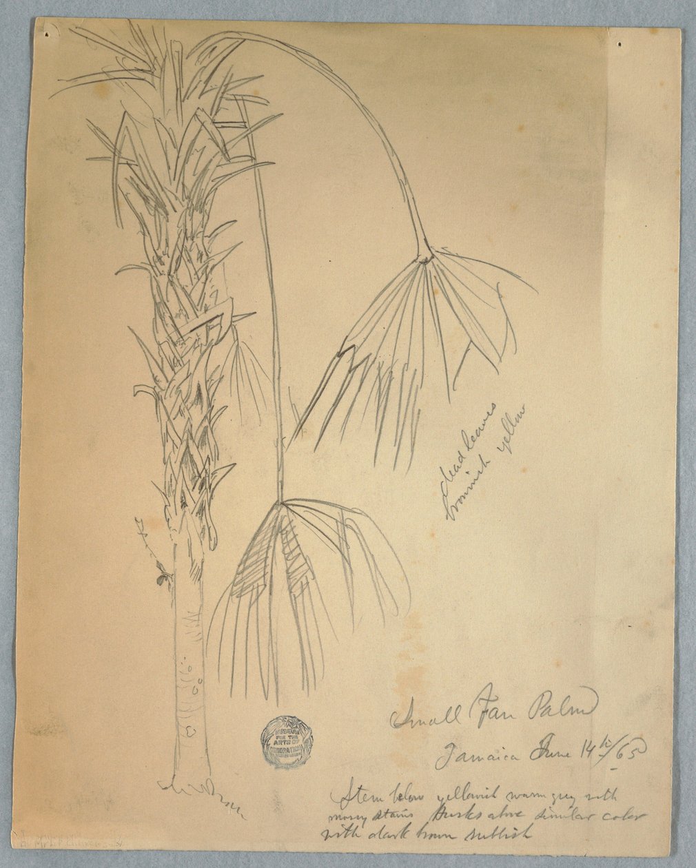 Small Fan Palm, Jamaica, June 14, 1865 by Frederic Edwin Church