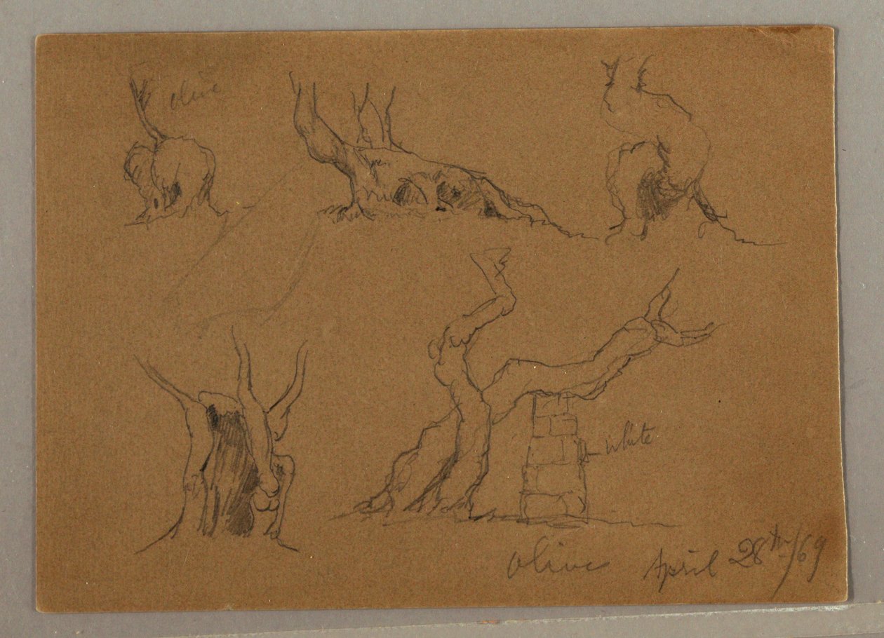 Studies of Olive Tree Trunks, April 28, 1869 by Frederic Edwin Church