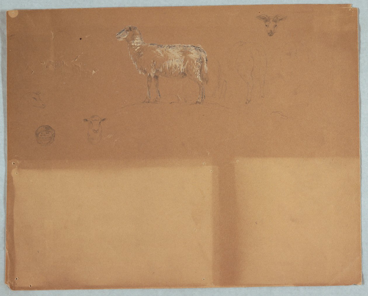 Studies of Sheep, Ecuador or Colombia, 1853 by Frederic Edwin Church