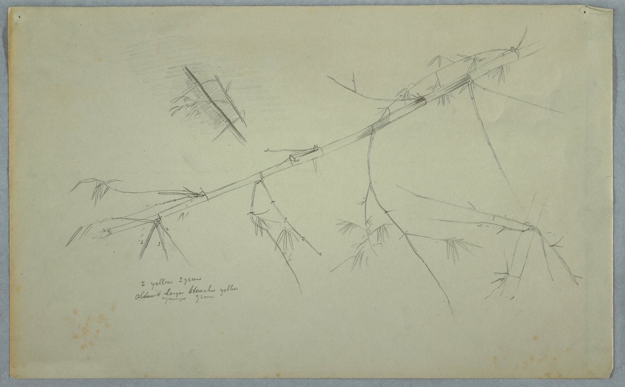 Study of Bamboo, Jamaica, May–August 1865 by Frederic Edwin Church