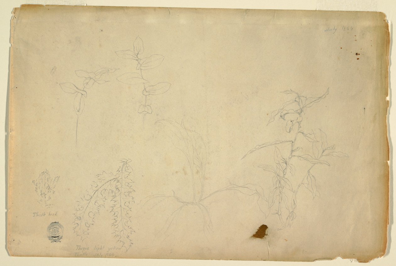 Thorns and Thistles, July 1844 by Frederic Edwin Church