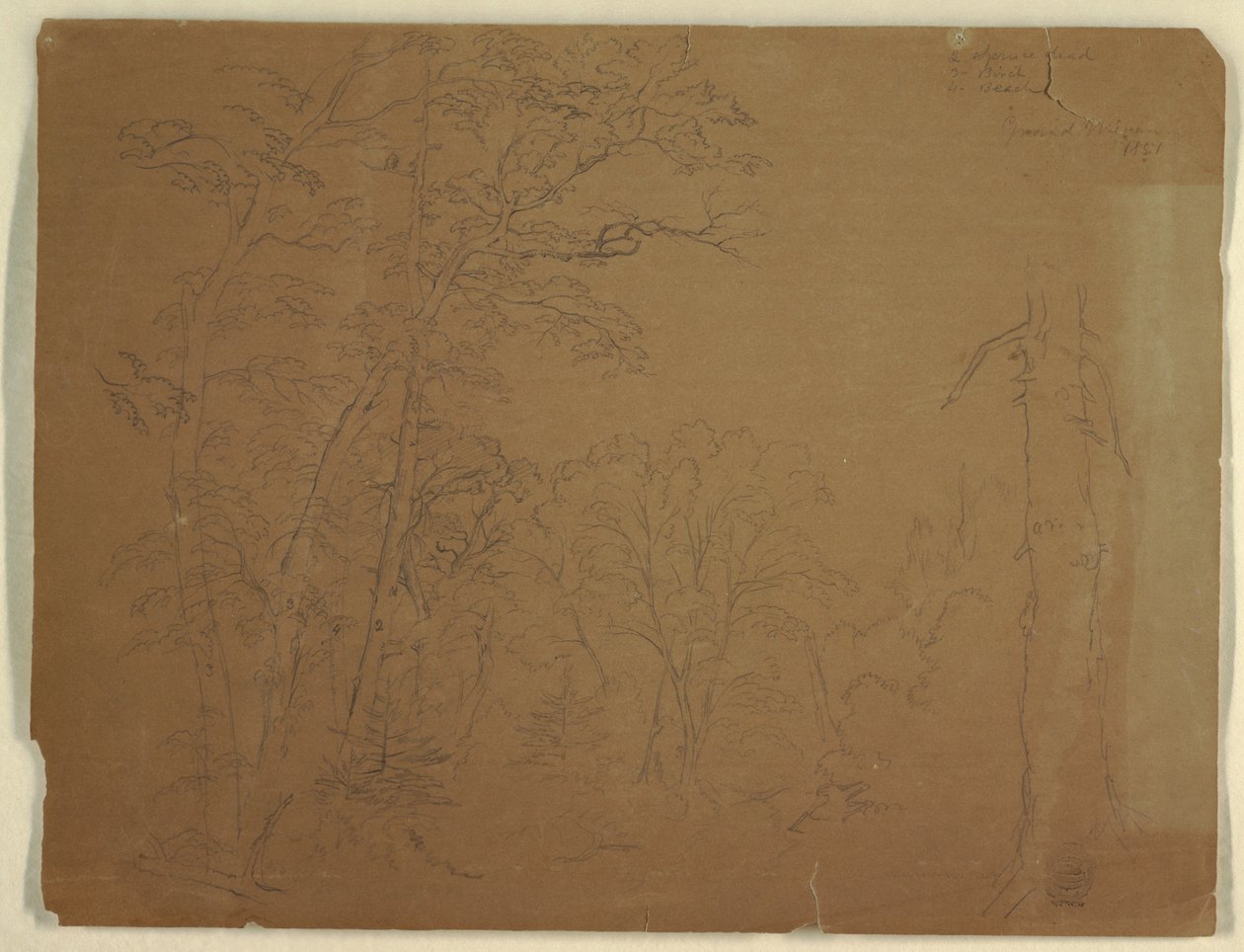 Trees, Grand Manan Island, Canada, 1851 by Frederic Edwin Church