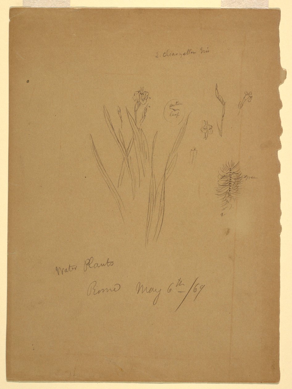 Drawing, Water Plants, Rome Italy by Frederic Edwin Church