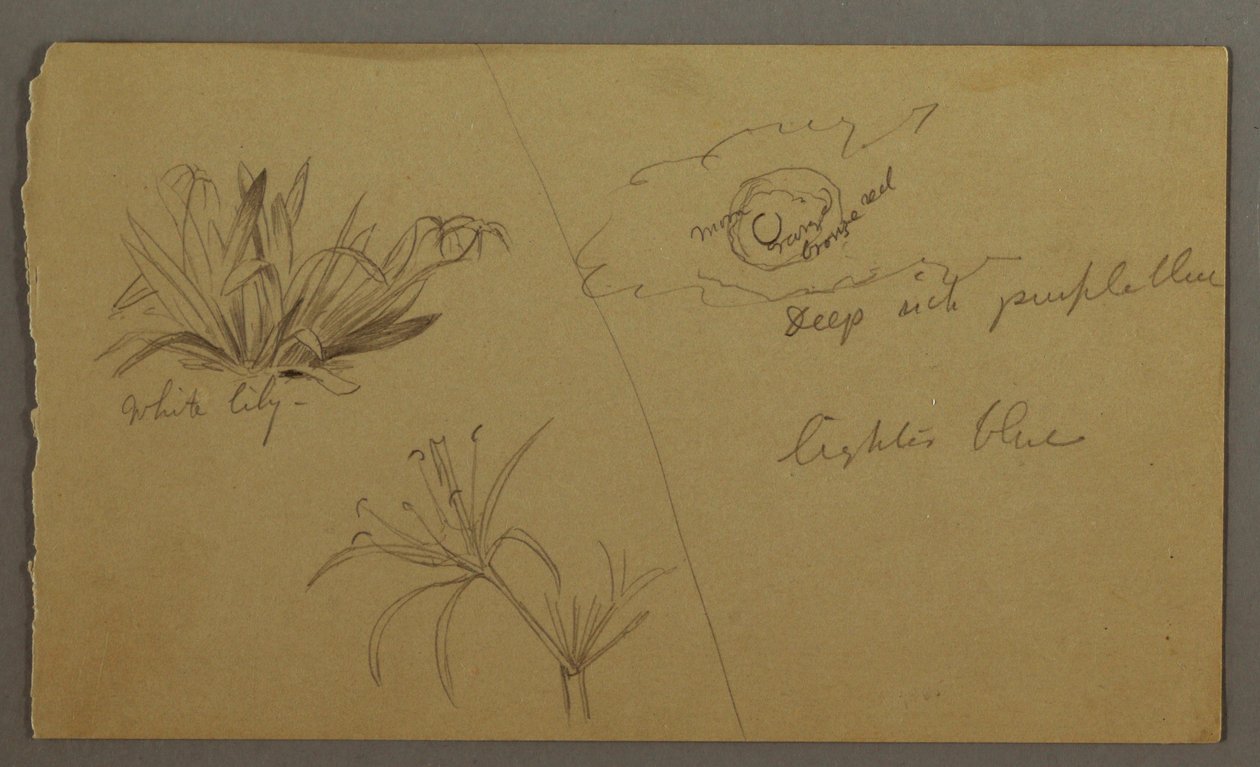 White Lily, Moon, possibly 1865-66 by Frederic Edwin Church