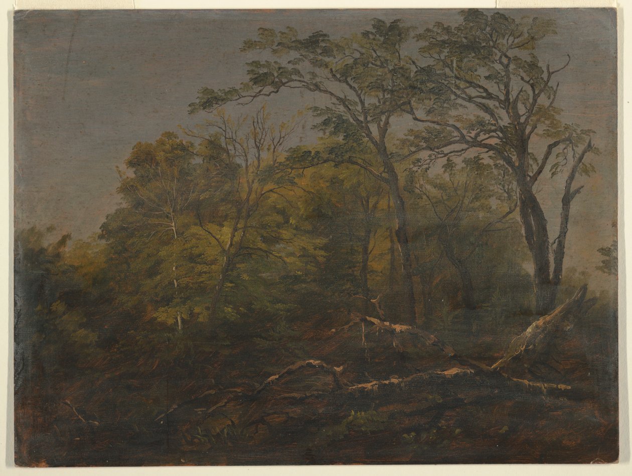 Maine Woods by Frederic Edwin Church