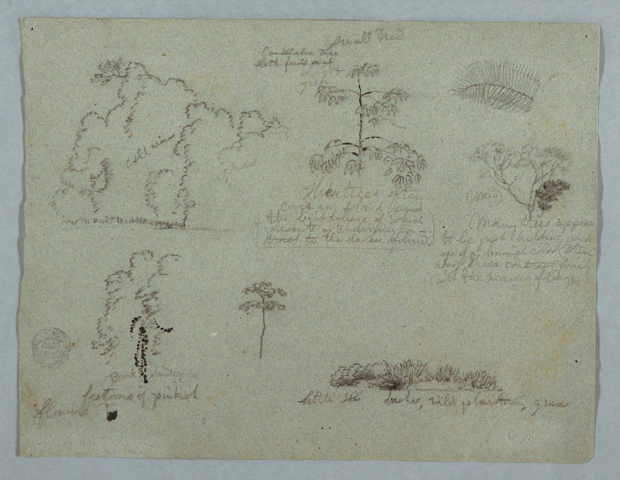 Nature Studies Including a Candelabra Tree with a Sloth, Rio Magdalena, Colombia by Frederic Edwin Church