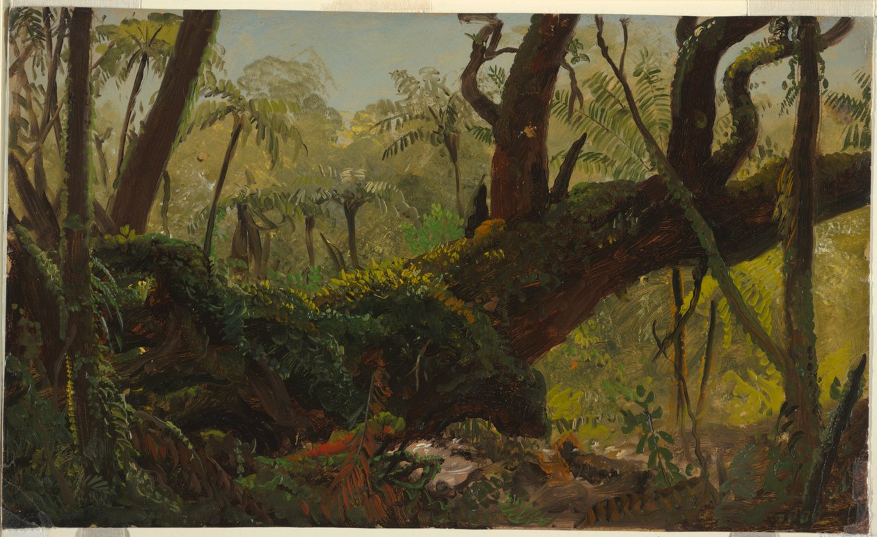 Rain Forest, Jamaica by Frederic Edwin Church