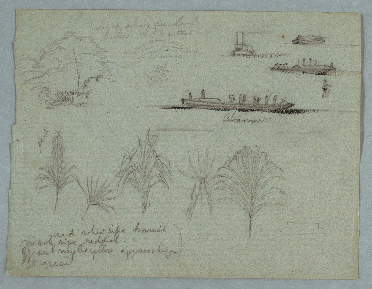 Sketches from the Rio Magdalena, Colombia: Plants, Steamer, and a Champan by Frederic Edwin Church