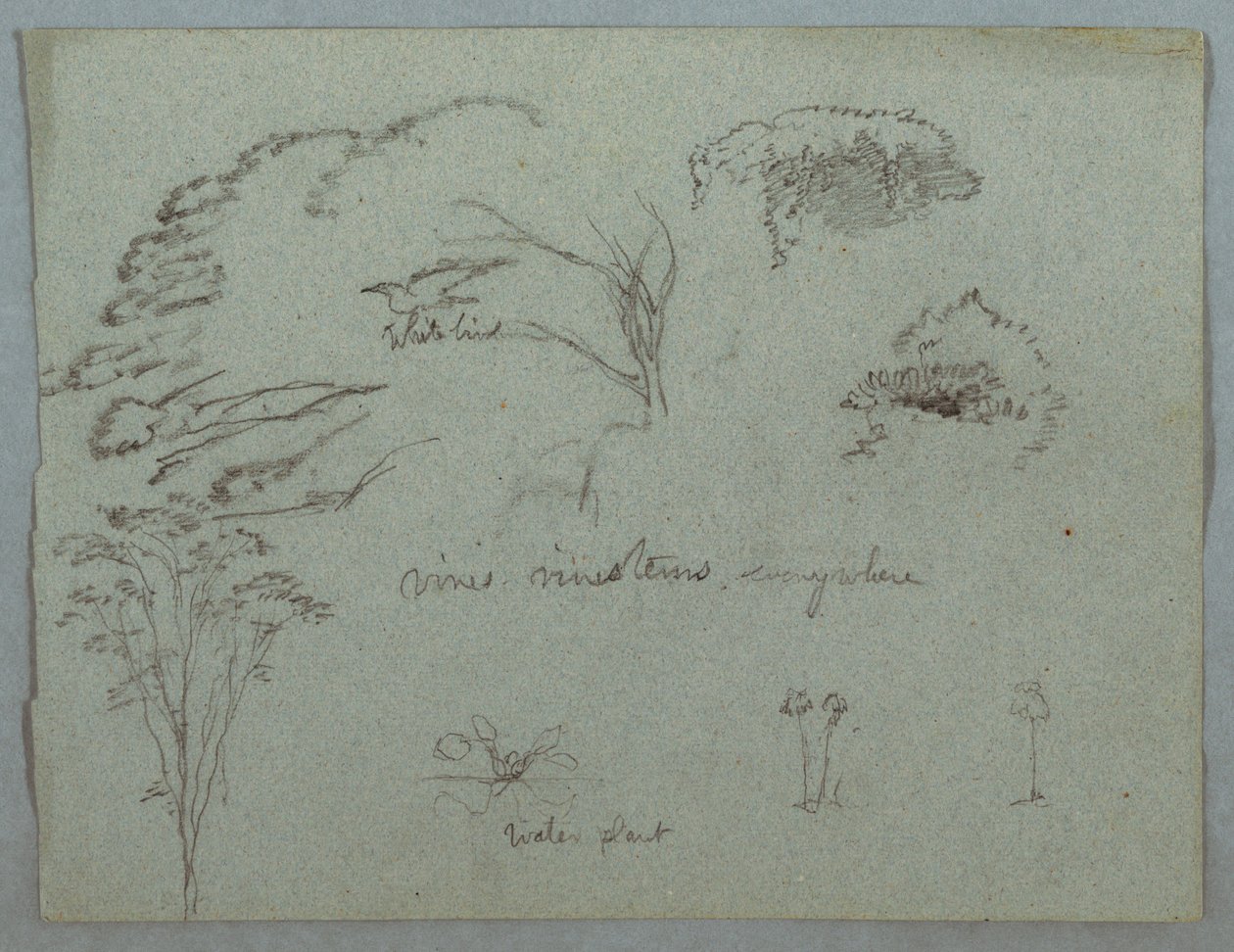 Studies from the Rio Magdalena, Colombia: Tree Tops, Flying White Bird, Vines, and Three Flowering Plants by Frederic Edwin Church