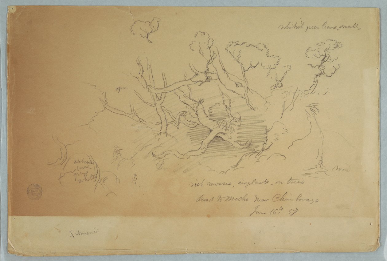 Studies of Trees and Rocks, Road to Mocho near Chimborazo, Ecuador by Frederic Edwin Church