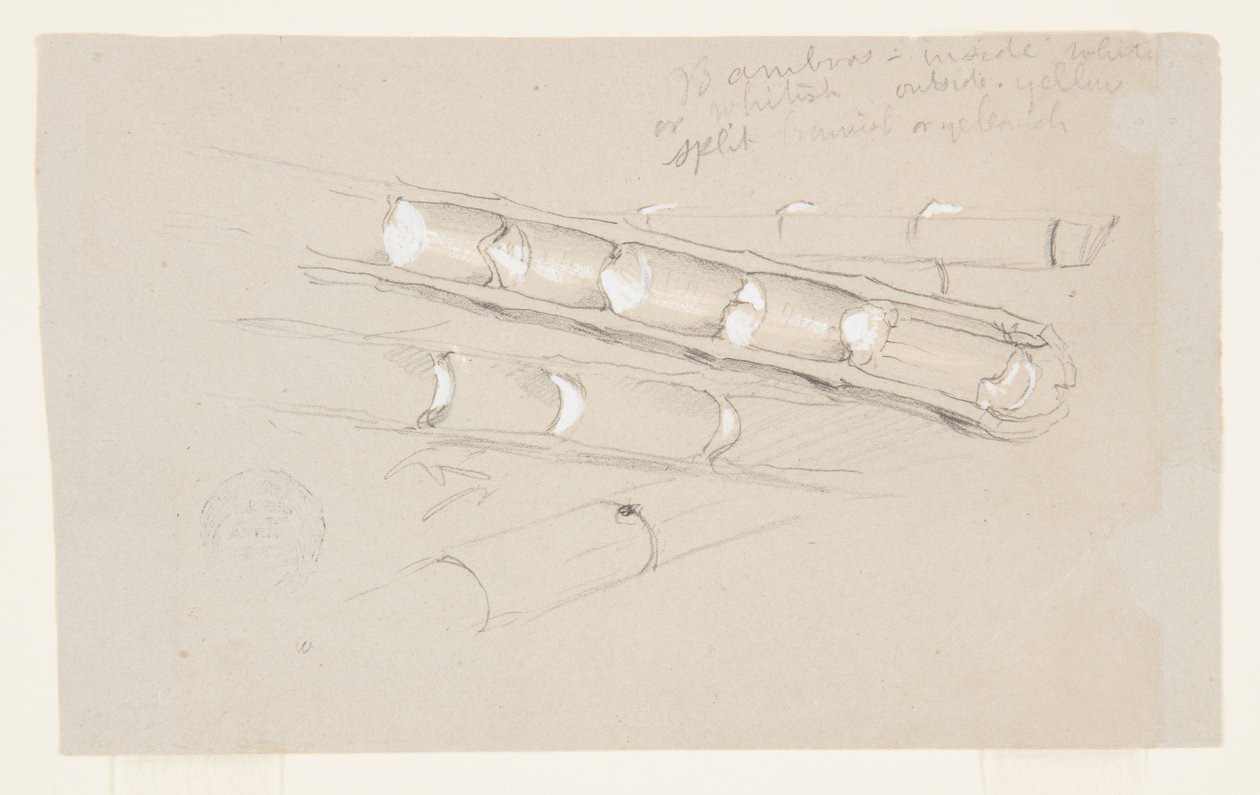 Study of Bamboo by Frederic Edwin Church