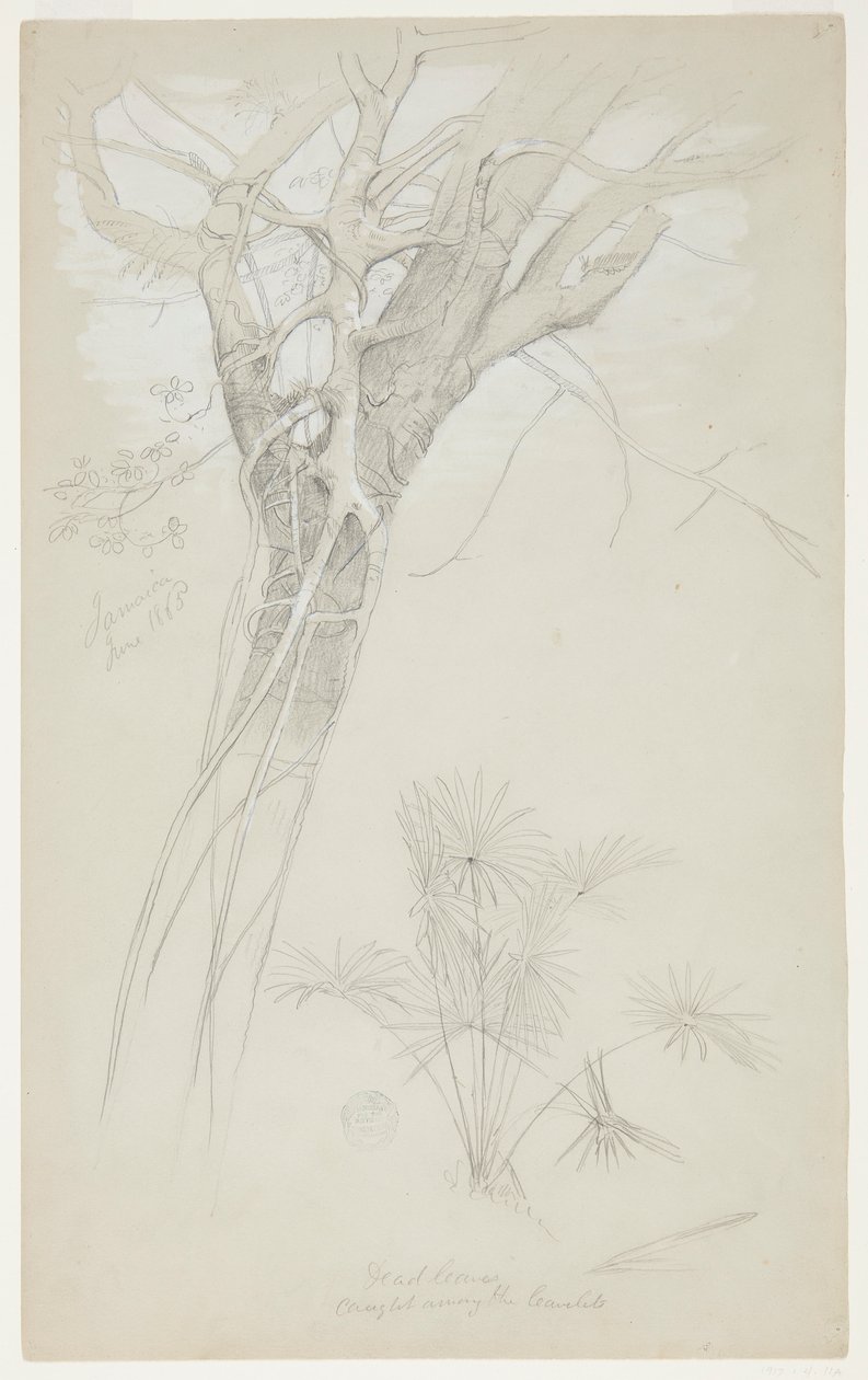 Study of Tree Trunk, Parasite Vine, and Palm Plant, Jamaica by Frederic Edwin Church