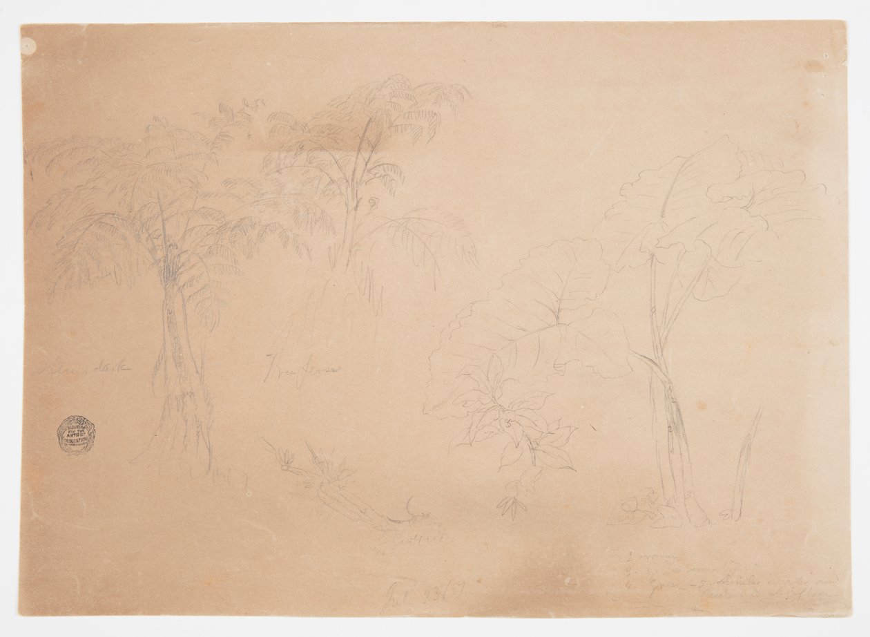 Study of Two Trees and Three Plants, near Jorje, Ecuador by Frederic Edwin Church