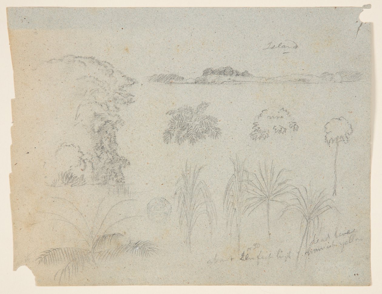 Study with Tree Tops, Trees, Five Designs of Plants, and a Distant Island by Frederic Edwin Church