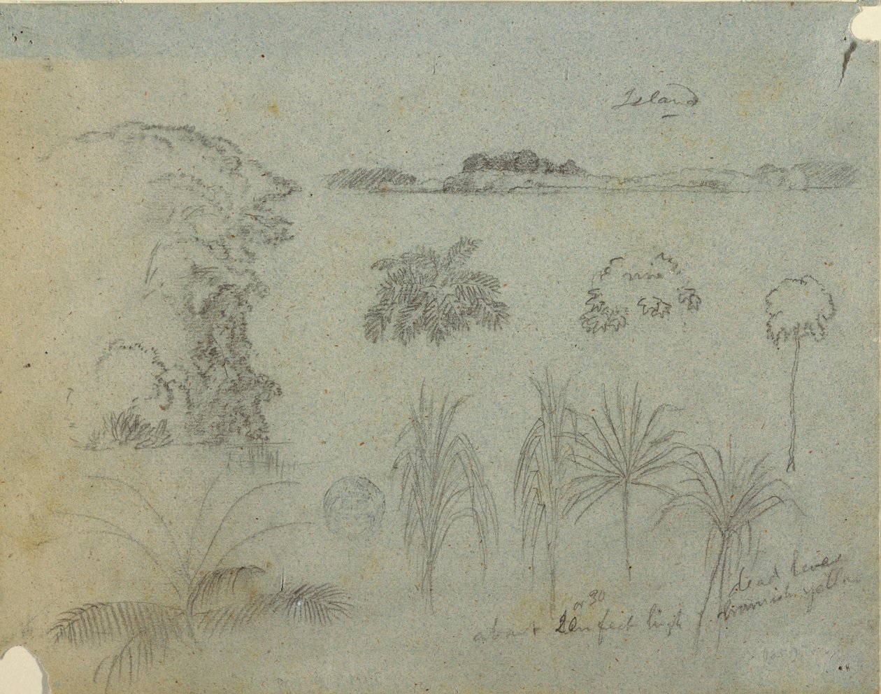 Study with Tree Tops, Trees, Five Designs of Plants and a Distant Island by Frederic Edwin Church