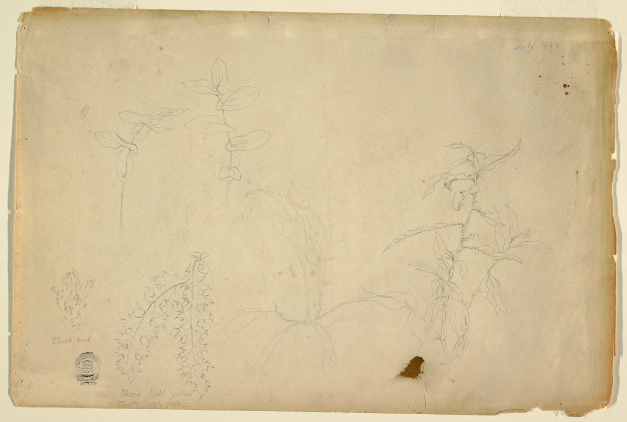Thorns and Thistles by Frederic Edwin Church