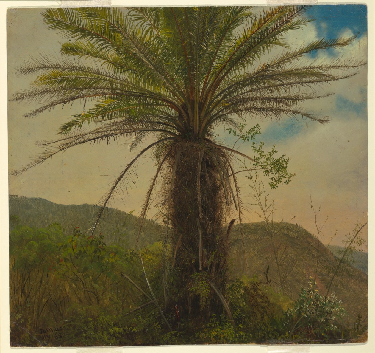 Tree Fern, Jamaica, July 1865 by Frederic Edwin Church