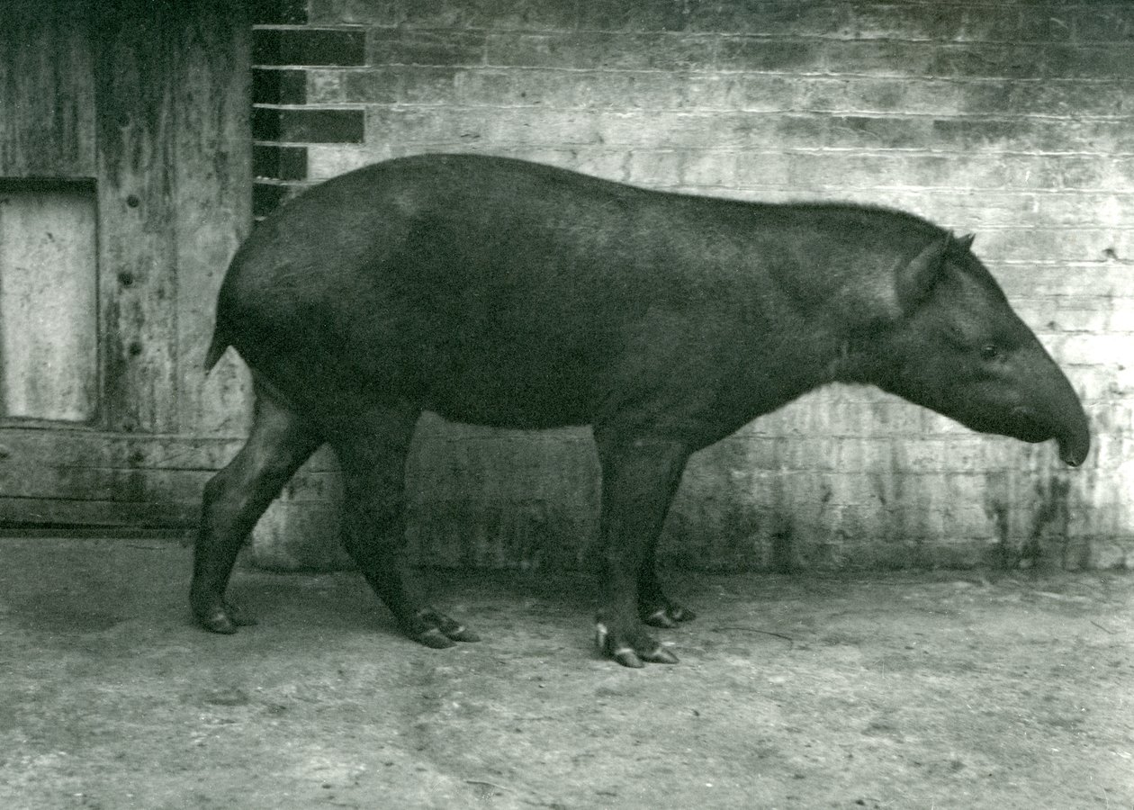 A Brazilian or South American Tapir at London Zoo, September 1922 by Frederick William Bond