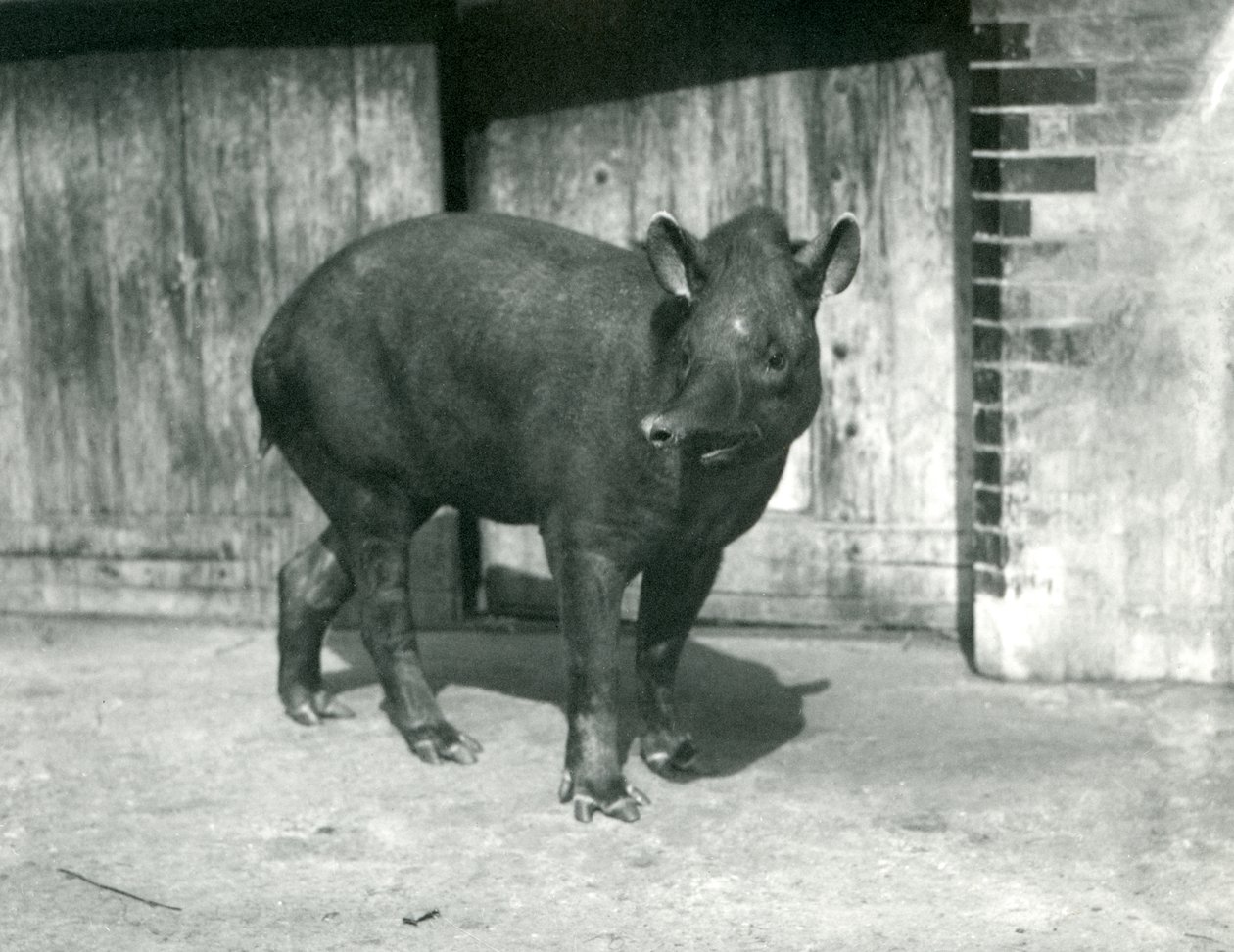 A Brazilian or South American Tapir at London Zoo, September 1922 by Frederick William Bond