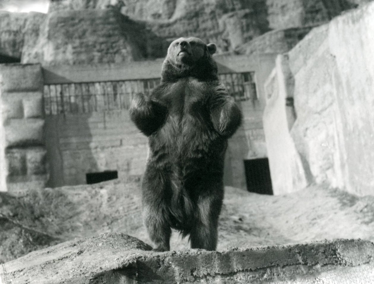 A Brown Bear stands upright on its hind legs, Mappin Terraces, London Zoo by Frederick William Bond
