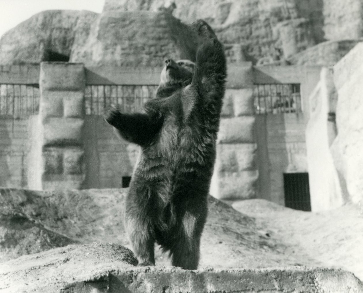 A Brown Bear stands upright on its hind legs, reaching towards the sky, Mappin Terraces, London Zoo, August 1921 by Frederick William Bond