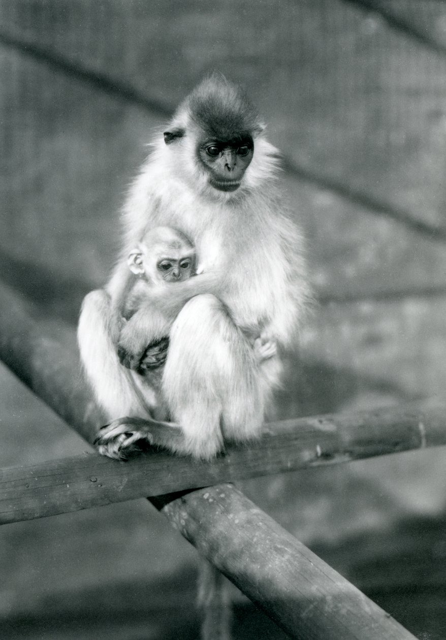 A Capped Langur holding baby while sitting on a beam, London Zoo, 11th November 1913 by Frederick William Bond