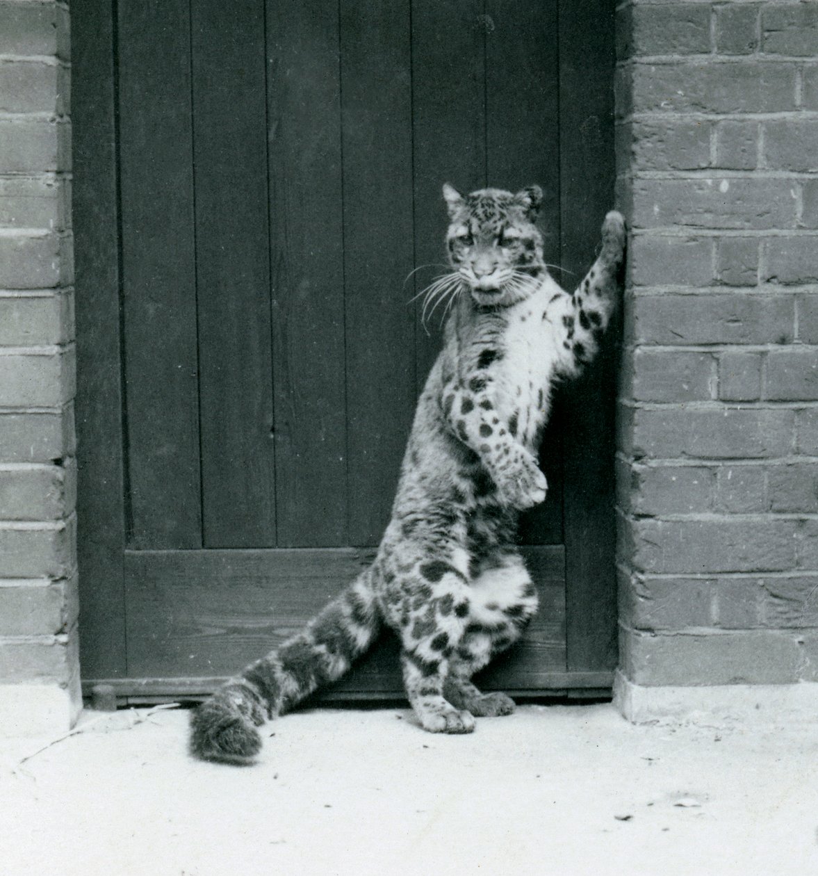 A Clouded Leopard Standing on Its Hind Legs, Reclining in a Doorway, London Zoo, 1922 by Frederick William Bond